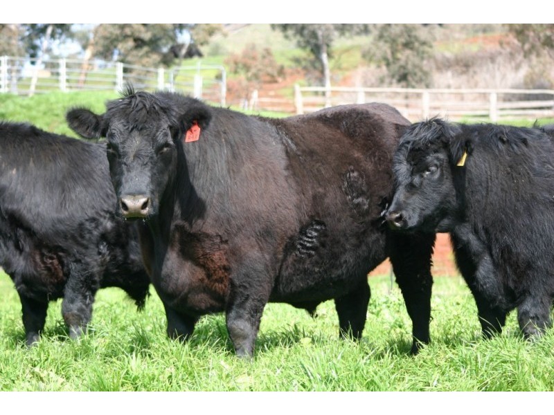 469 Bella Vista Road, Myrrhee VIC 3732