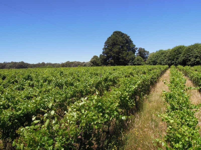 10 Bourchier Lane, Whitlands VIC 3678