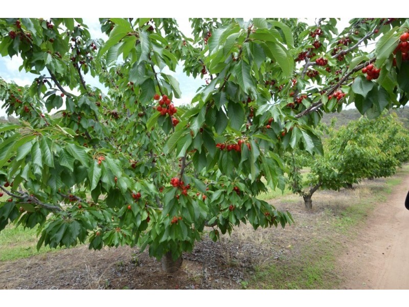 Lot 1, 111 Orchard Drive, Glenrowan VIC 3675