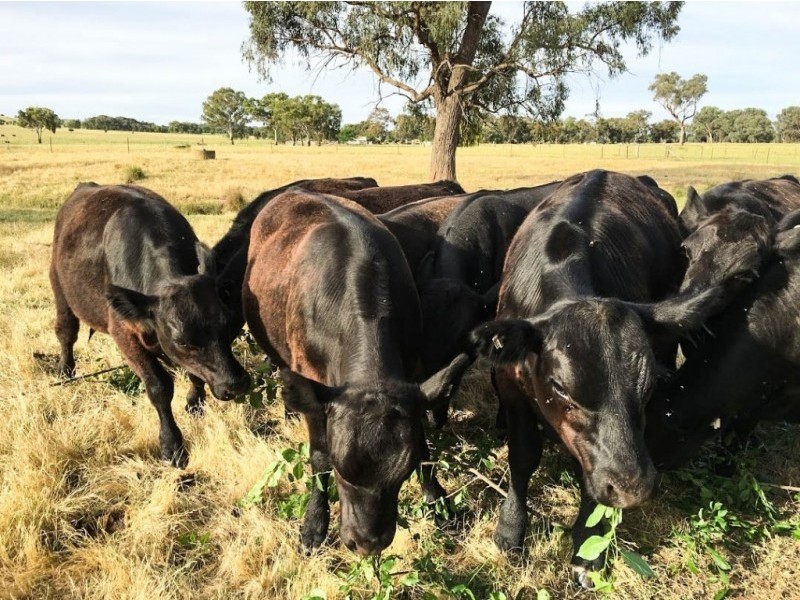 714 Wangandary Road, Wangandary VIC 3678