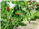 Lot 1, 111 Orchard Drive, Glenrowan VIC 3675