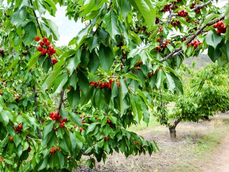 Lot 1, 111 Orchard Drive, Glenrowan VIC 3675