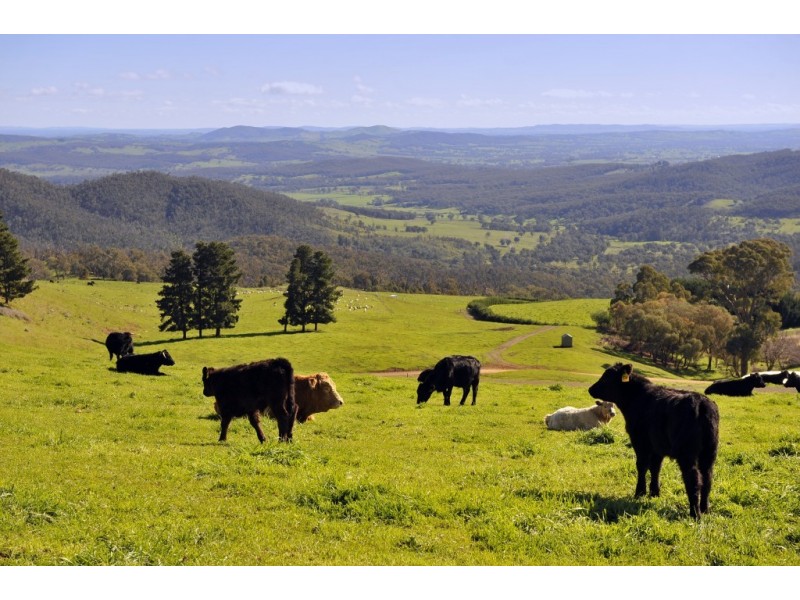 469 Bella Vista Road, Myrrhee VIC 3732