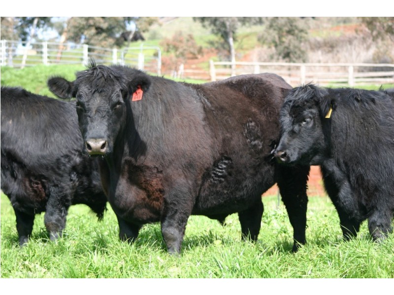 469 Bella Vista Road, Myrrhee VIC 3732