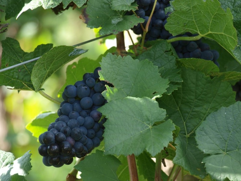 469 Bella Vista Road, Myrrhee VIC 3732