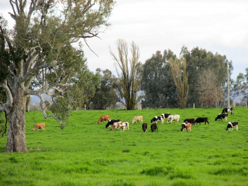 CNR Wangaratta-Whitfield Road & Furlans Lane, Docker VIC 3678
