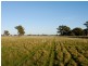 Lot 2, 1383 Federation Way, Springhurst VIC 3682