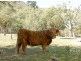 1800 Rose River Road, Rose River VIC 3678