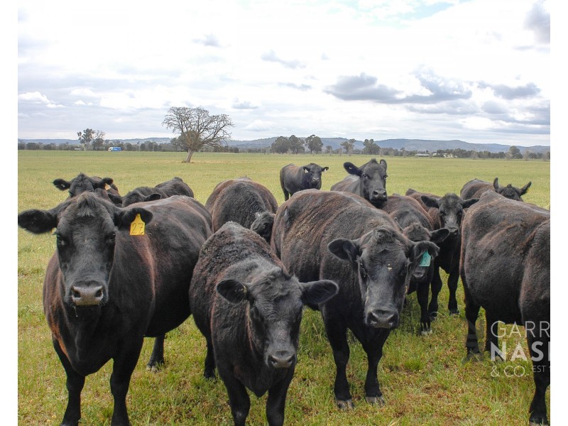 1090 Wangaratta-Eldorado Road, Londrigan VIC 3678