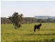 … Kelly Gap ROAD, Glenrowan West VIC 3675