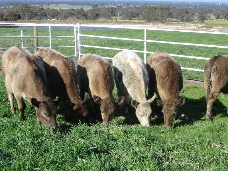 Wangaratta South VIC 3678