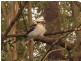 Worongary QLD 4213