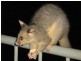 Worongary QLD 4213