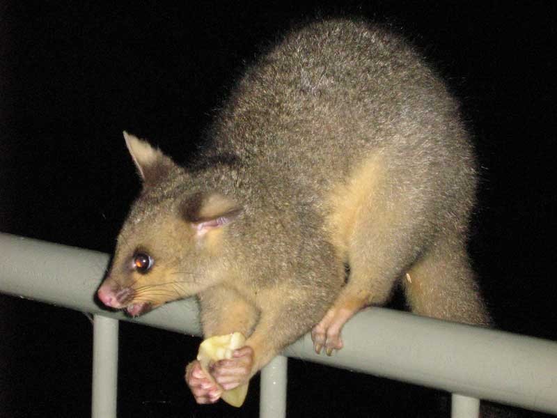 Worongary QLD 4213
