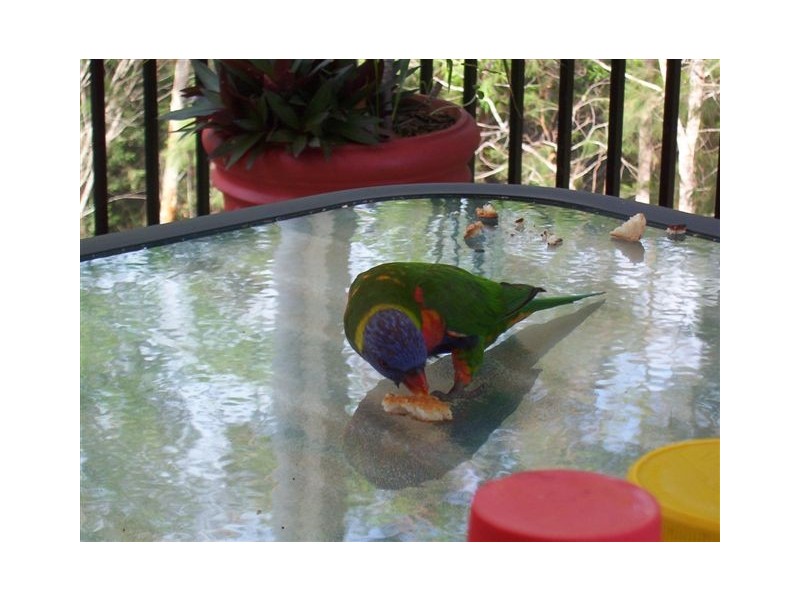 19 Raffles Court, Mudgeeraba QLD 4213