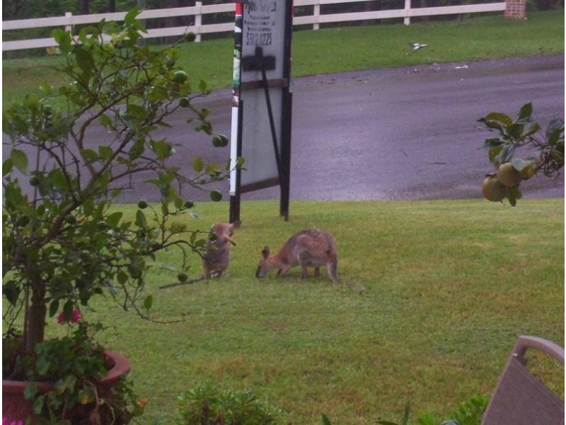 19 Raffles Court, Mudgeeraba QLD 4213