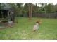 8 Edelweiss Way, Gaven QLD 4211