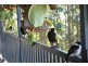 lot 3 Hellfire Pass, Lower Beechmont QLD 4211