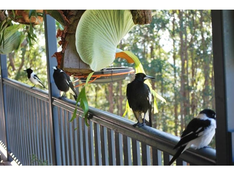 lot 3 Hellfire Pass, Lower Beechmont QLD 4211