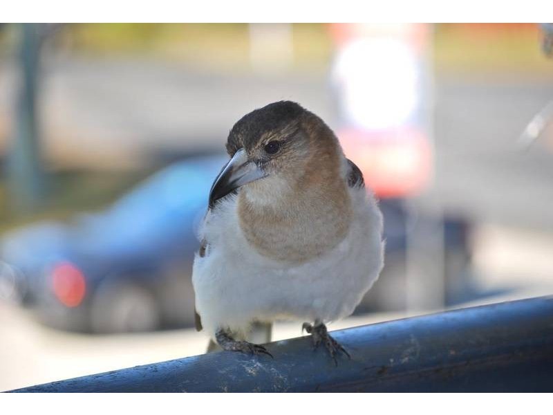 lot 3 Hellfire Pass, Lower Beechmont QLD 4211
