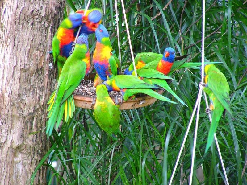 16 Burgundy Court, Highland Park QLD 4211