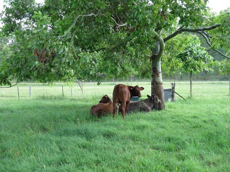 347 Mundoolun Connection Road, Boyland QLD 4275