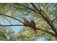 21 Lilac Tree Court, Beechmont QLD 4211