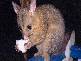 Canungra QLD 4275