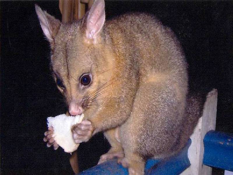 Canungra QLD 4275