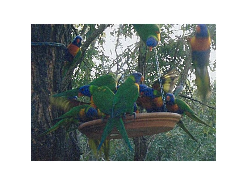 Canungra QLD 4275