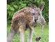 Gilston QLD 4211