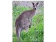 Gilston QLD 4211