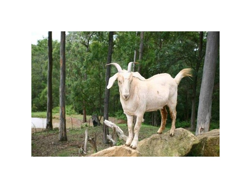 162 Henri Robert Drive, Clagiraba QLD 4211