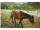 Wongawallan QLD 4210