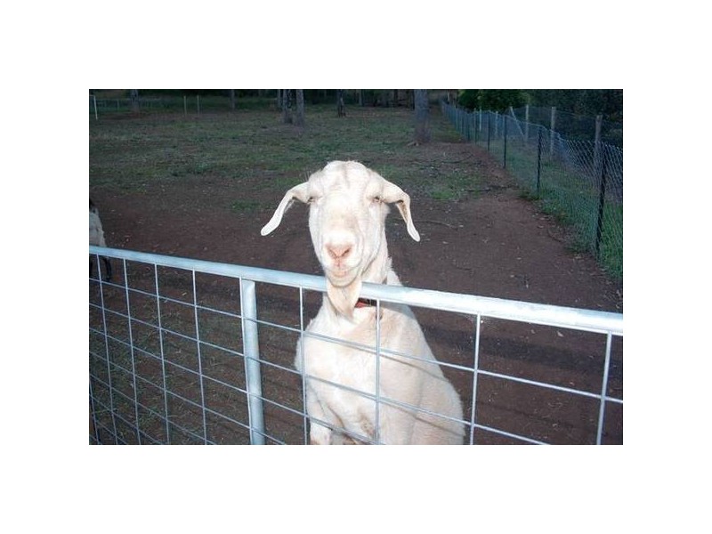 Mount Nathan QLD 4211