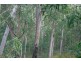 Mount Nathan QLD 4211