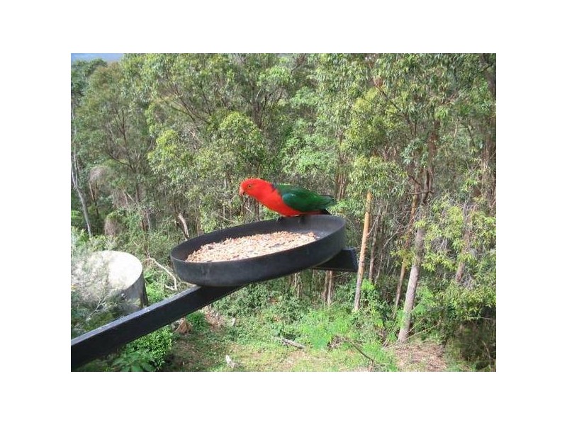 Lower Beechmont QLD 4211