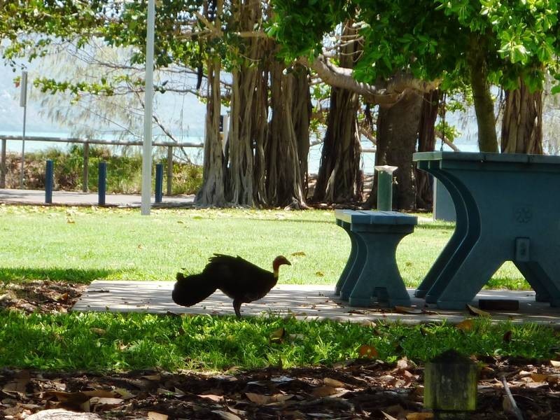 10 Sallows Street, Pallarenda QLD 4810