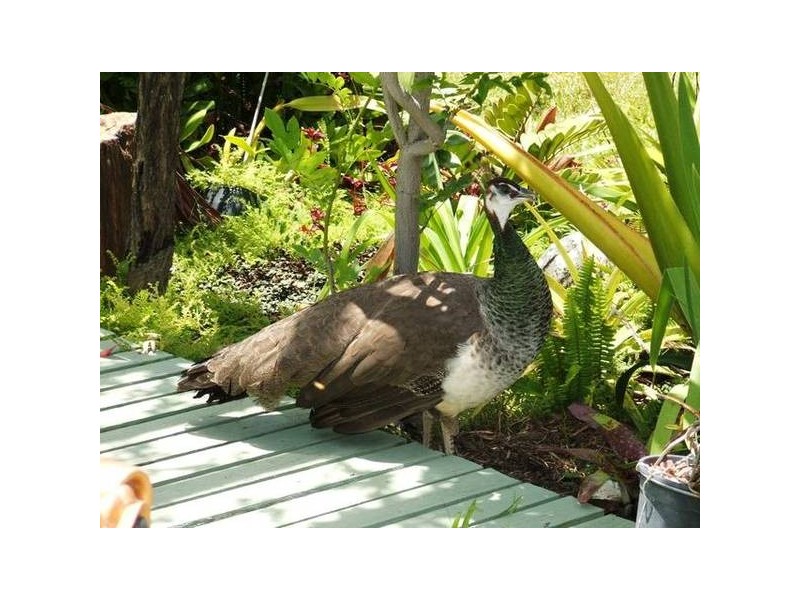 6 Oldenburg Place, Kelso QLD 4815