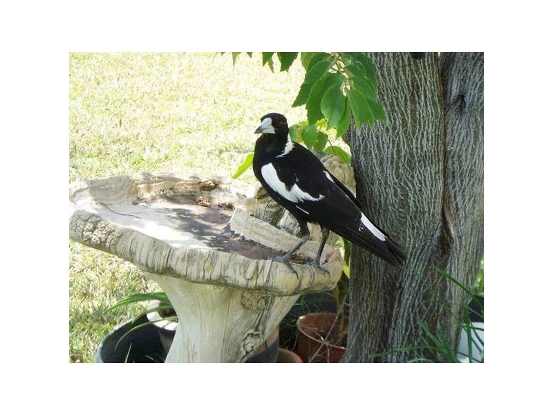 6 Oldenburg Place, Kelso QLD 4815