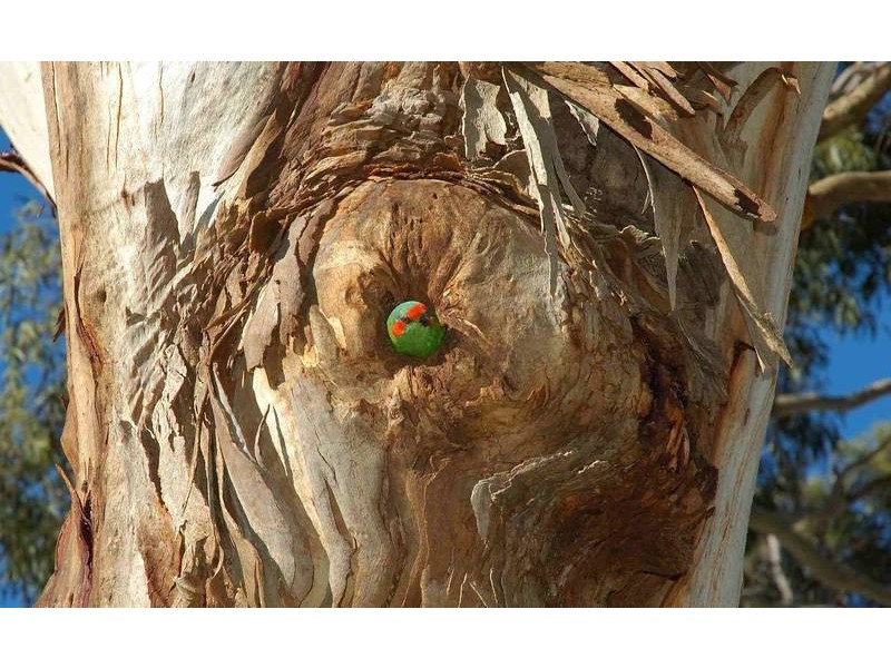 31 Beasley Road, Oakbank SA 5243