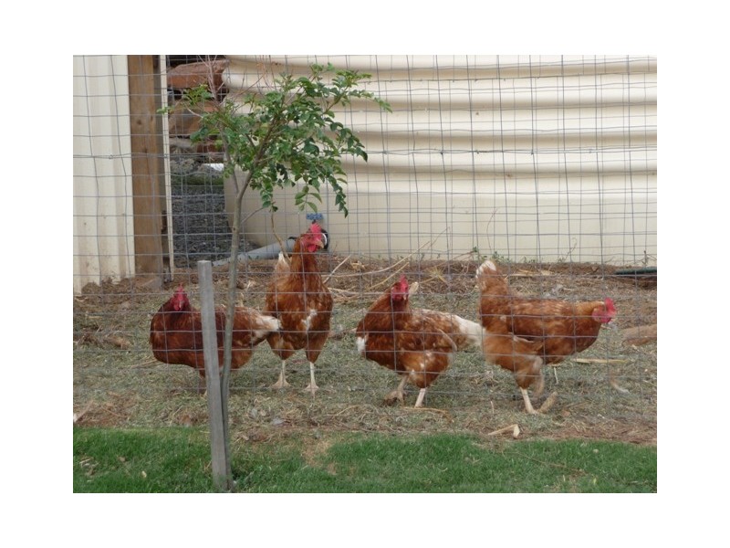 16 Barrow Court, Mount Barker SA 5251