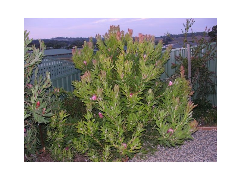 27 Craig Drive, Nairne SA 5252