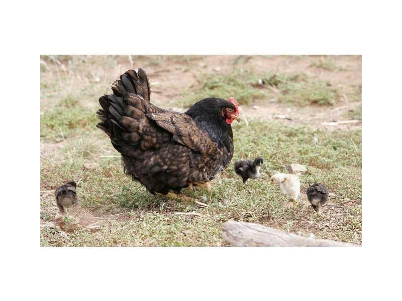 25 Nairne Road, Woodside SA 5244