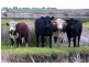 Lot 13,  Finniss-Clayton Road, Finniss SA 5255