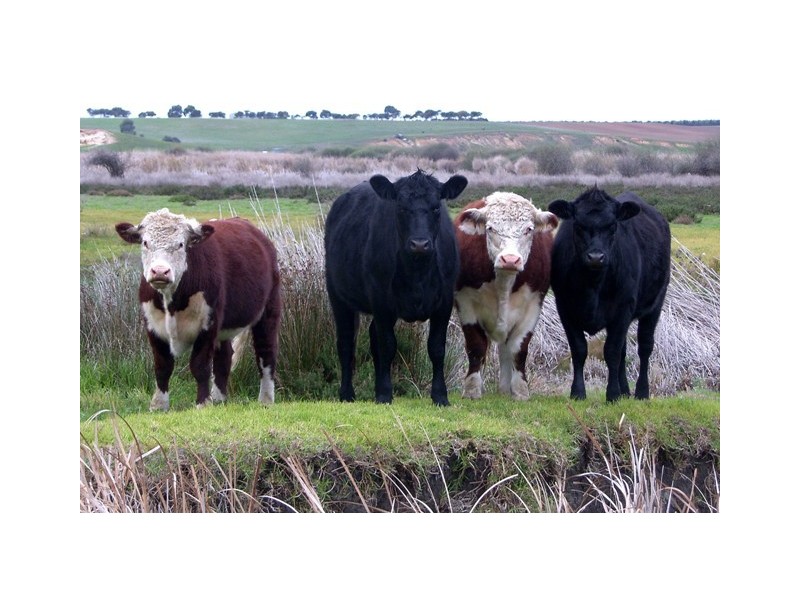 Lot 13,  Finniss-Clayton Road, Finniss SA 5255