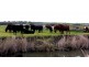 Lot 13,  Finniss-Clayton Road, Finniss SA 5255