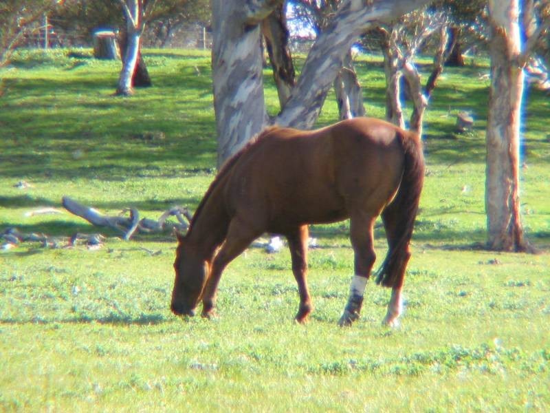 Lot 66 Wellington Road, Wistow SA 5251