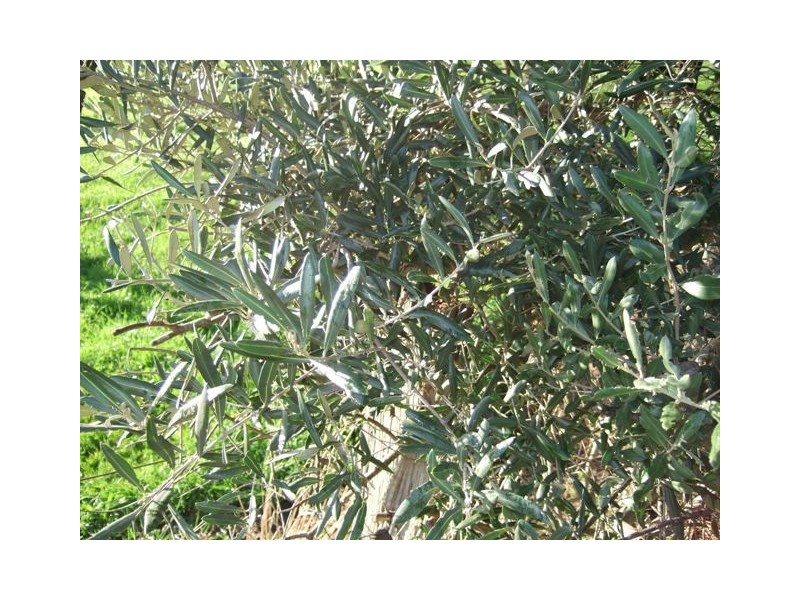 Lot 3 Kallina Road, Mypolonga SA 5254