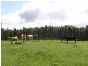 Lot 25 Appleton Road, Harrogate SA 5244